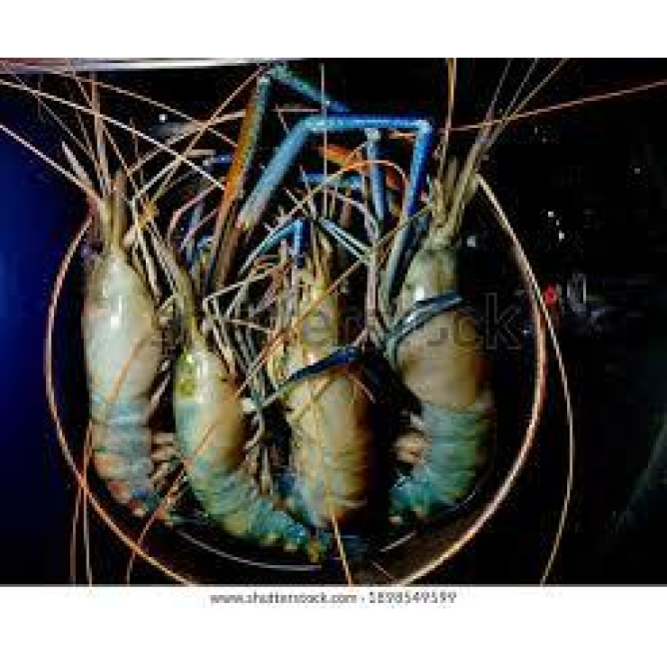 Cleaned Shrimp Large / Konchu - 400gm Cleaned Shrimp Large / Konchu - 400gm